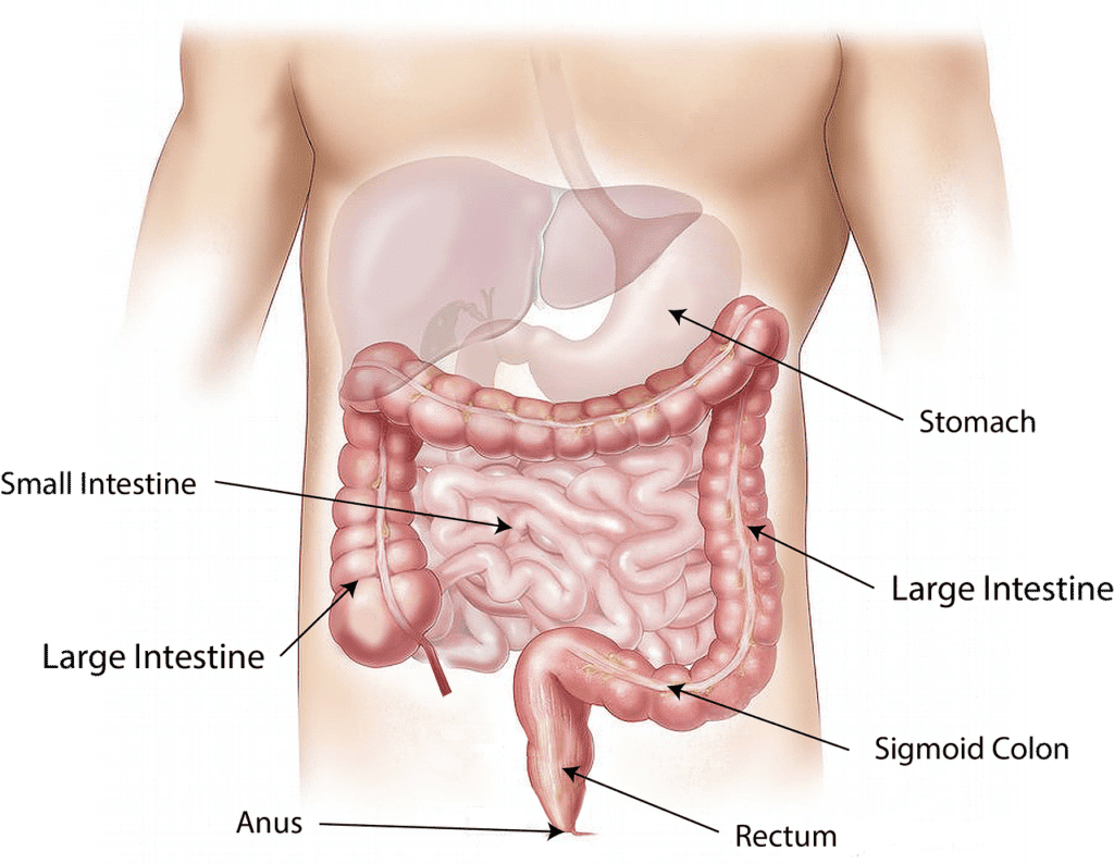 come è fatto l'intestino